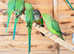 Stunning young Indian ringnick parrot