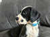 KC Registered Championship Great Dane Puppies