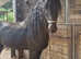 Friesian registered yearling filly.