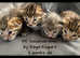 Rare F5 female Savannah kitten tica health checked stunning