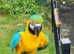 Blue and gold macaw parrot