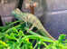 Sambava Panther Chameleons at Birmingham Reptiles