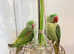 Stunning alexandrine parrot for sale