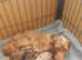 Pedigree Miniature dachshund puppies