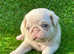 1 Girl Left. Stunning litter of Prestige Pink pug babies all looking for their New Forever Homes.