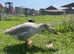 Pure, Rare Breed Steinbacher Geese