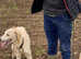 Saluki greyhound