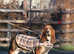 Tri Basset Boy FOR STUD ONLY! Health clear, 100% Motility!