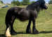 13 hand black cob