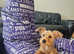 8 month old Yorkshire terrier x jack russell
