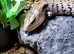 Merauke Blue Tongue Skinks at Birmingham Reptiles