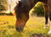 Beautiful 2yr old gelding