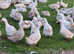 Trio of Cherry Valley ducks