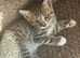 Tabby kitten cross