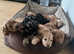 Absolutely gorgeous cockapoo puppies for sale