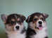 Welsh Corgi (Pembroke)
