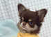 Beautiful long haired chihuahua boys