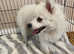 Beautiful Pomeranian Spitz Girl