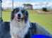 Border Collie Puppies Top Quality