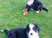 Bernese Mountain Dogs - adorable puppies / 2 last puppies