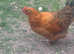 1 Beautiful Orpington Hen