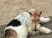 Wire Fox Terrier Male "Beau"