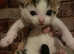 3 kittens £60