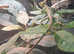Casque headed iguanas and enclosure