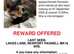 MISSING CAT NEWPORT PAGNELL