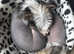 Chinese Crested Hairless Puppy boy