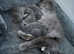 4 British Shorthair kittens for sale
