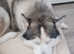 Husky stud available In Sutton