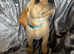 Beautiful KC Reg Yellow/Red Chunky Lab bitches