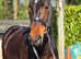 Stunning 15hh welsh part bred mare project