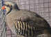 Chukar partridges