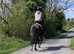 Sweet and safe 16.1 and a half hands, 7yo Irish ROR NH TB mare