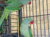 Stunning young alexandrine parrot