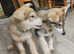 Adorable malamute cross puppies.