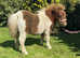 Hermits Scout , miniature Shetland colt foal