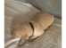 3 Beautiful Golden Retriever Puppies Available