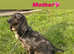 Last black boy available Cocker spaniel pups for sale