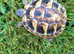 Hermann's tortoises 1yr old
