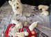 KC West Highland Terrier