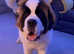 5 year old st bernard male