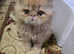 Male Persian Kitten for Loving Home
