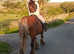 Traditional gypsy cob mare, silver bay, 14.3hh