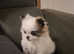 Griffon x Pomeranian for sale