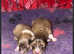 Kc registered Shetland sheepdog puppies