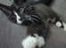 Male kitten looking for a family