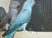 Stunning baby blue Indian ringnick parrot
